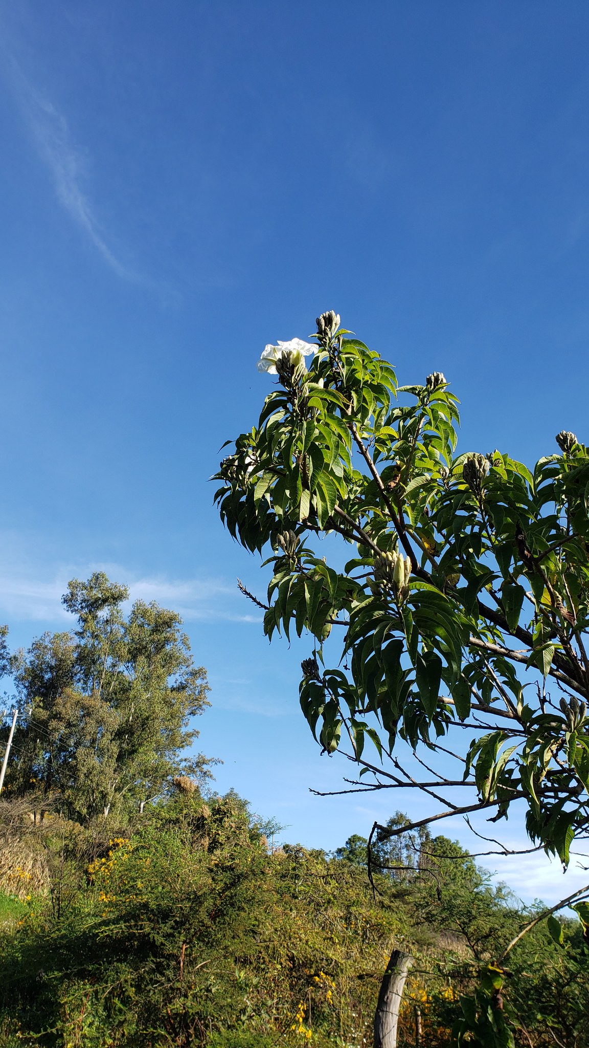 Ipomoea murocoides